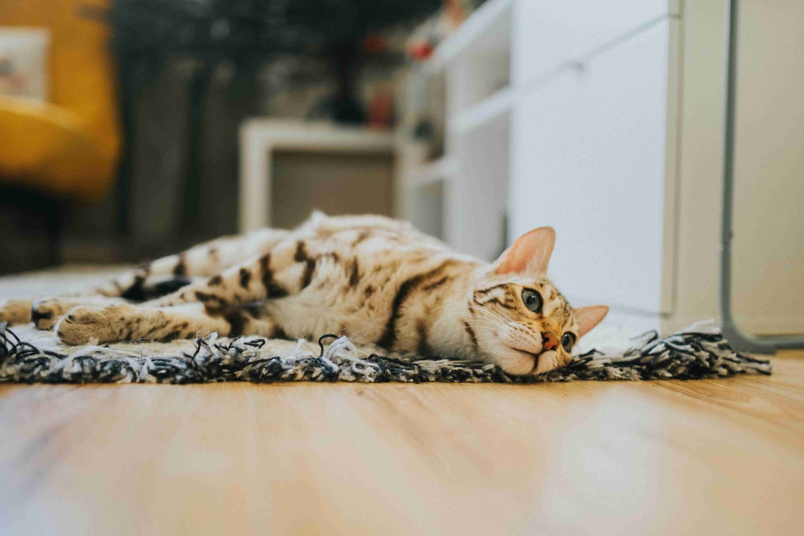 urgent pet care South Surrey