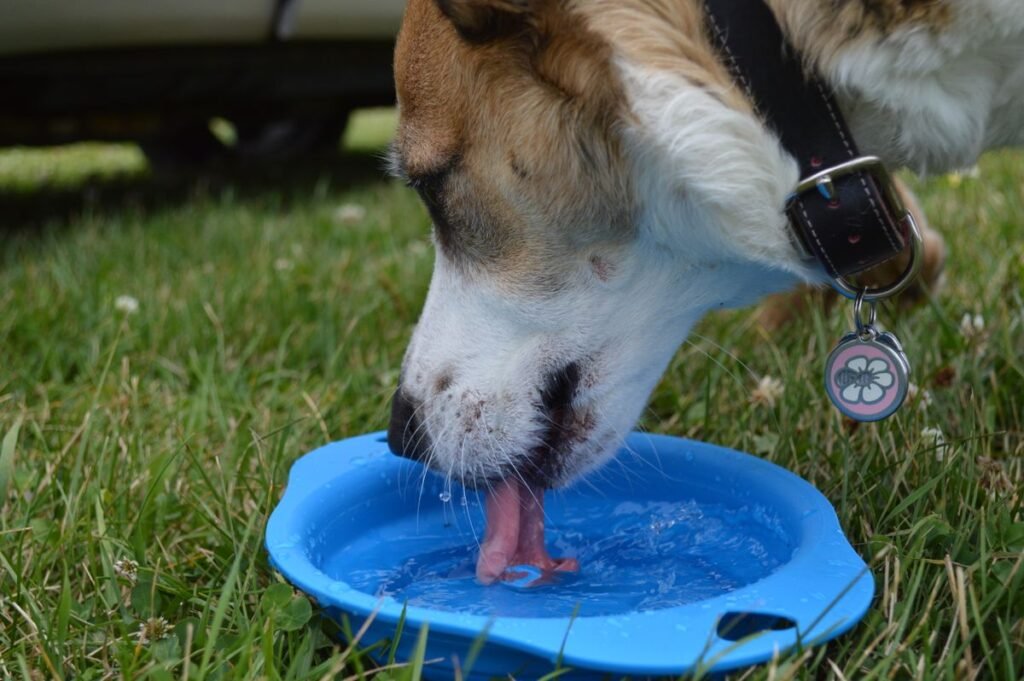Dog drinking water from a bowl; increased thirst can be an early sign of diabetes in pets