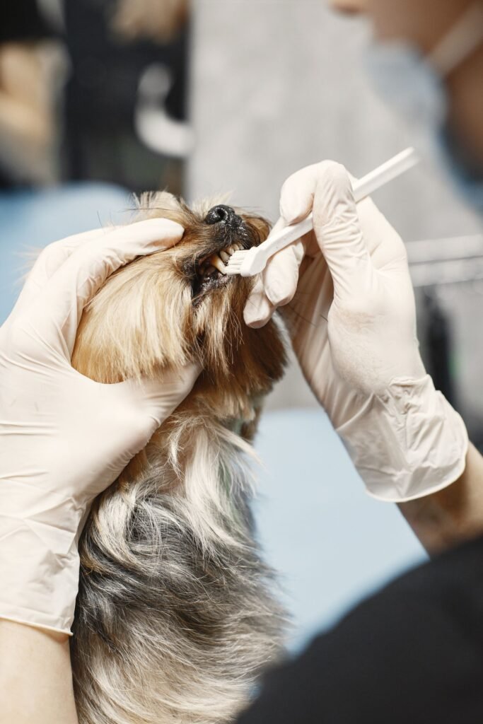 Small dog having its teeth brushed as part of daily home dental care